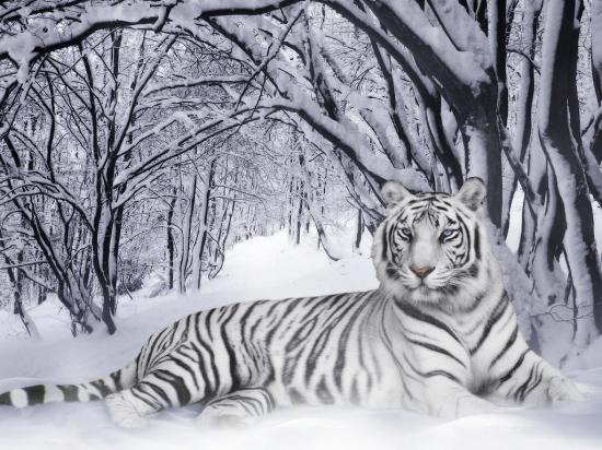 My White Tiger
