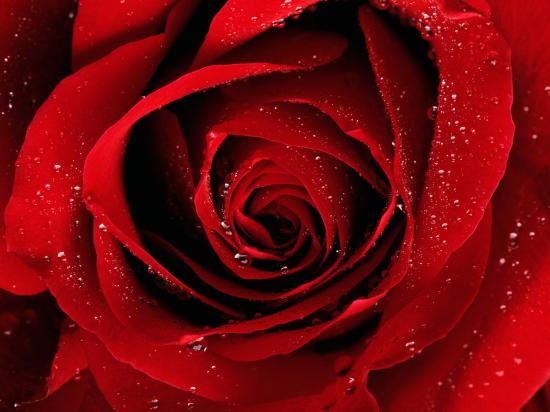 Red Rose for a Lover !